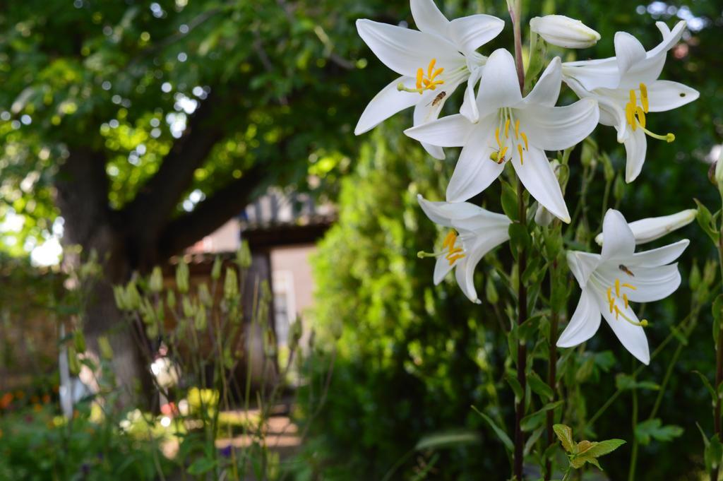 The Old House Guest House Obedinenie Pokoj fotografie